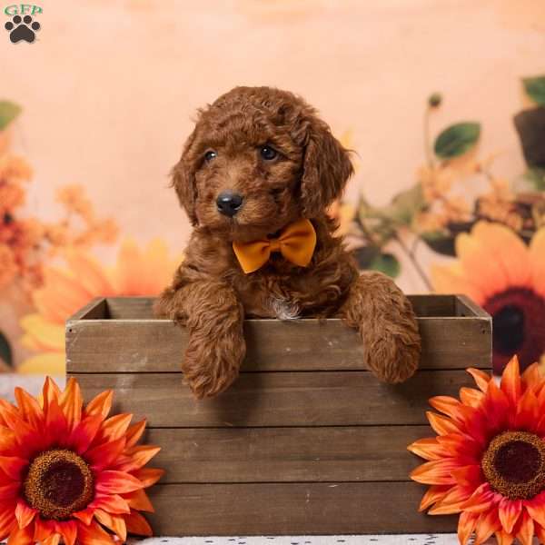 Conner, Miniature Poodle Puppy